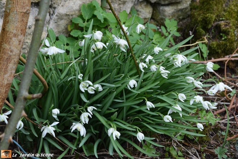 Perce-neige