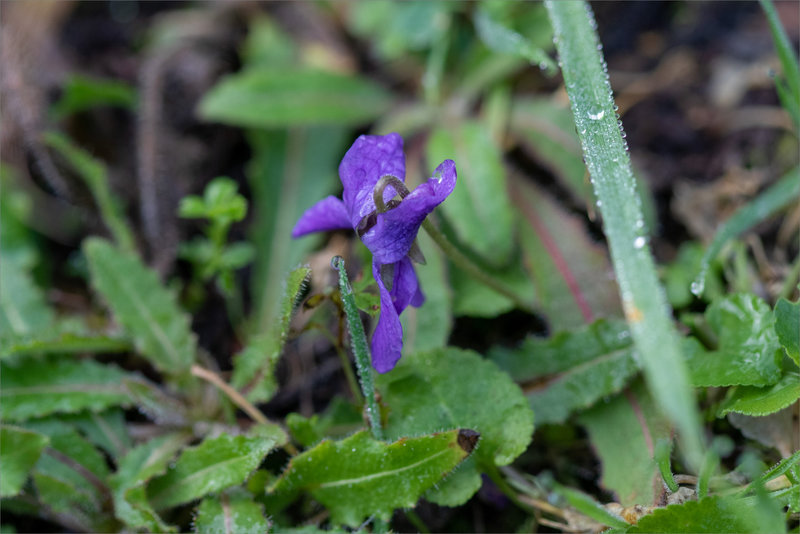 Violette 6 janvier 060124