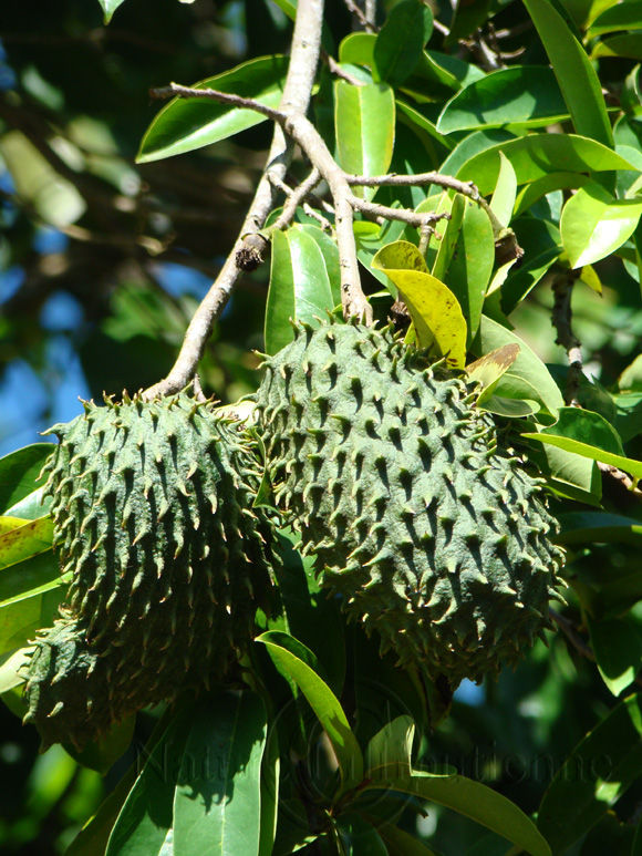 Image-Nature-Fruit exotique-Corossol-Martinique