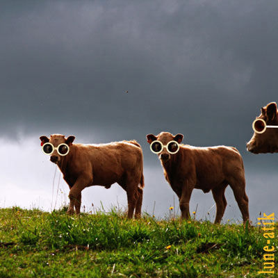 vaches_lunettes_gde_1_