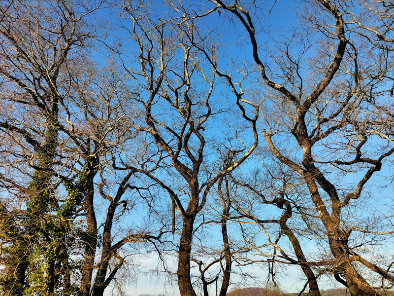 Viellenave-de-Navarrenx, branches en hiver (64)