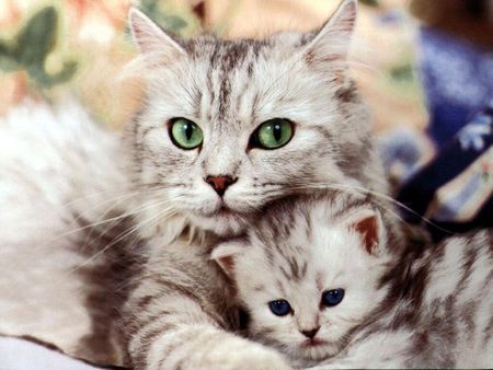 chat mere et fils