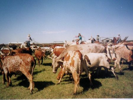Longhorn2