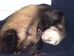 furet274