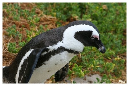 Pingouin 05