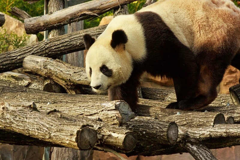 107-Panda Geant