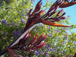 Phormium