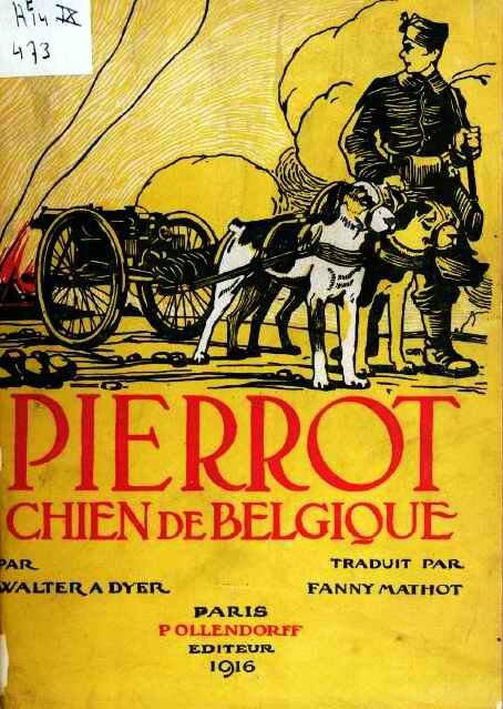 Pierrot chien de belgique