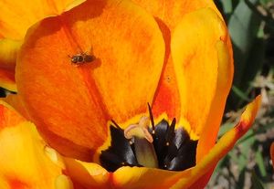 tulipe_abeille