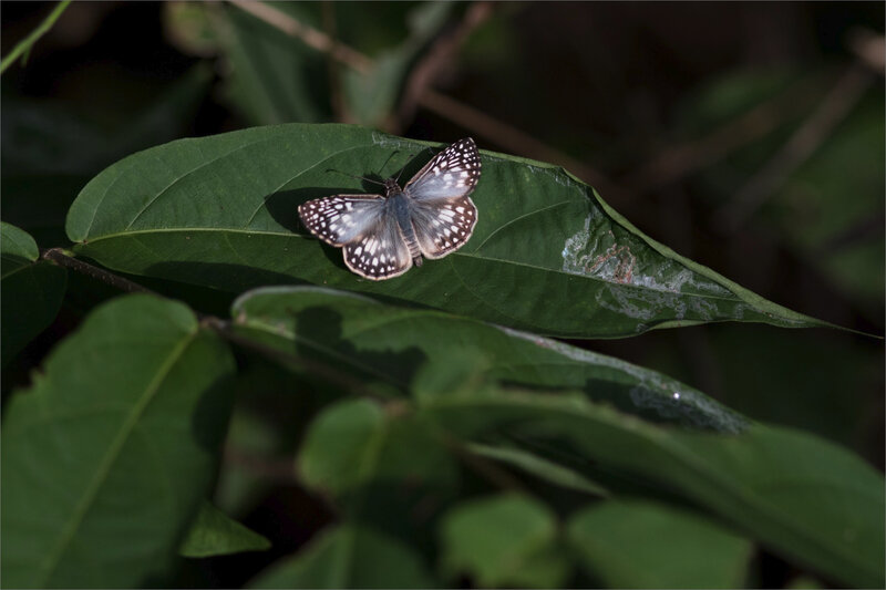 J7 Ensenada 071219 ym 39 - Burnsius oileus