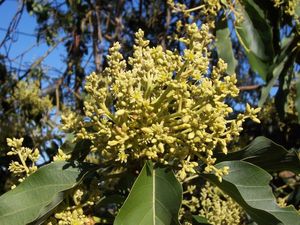 avocat_en_fleurs