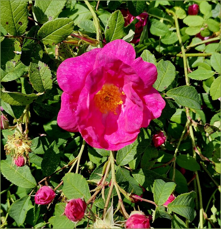 jardinjagu9