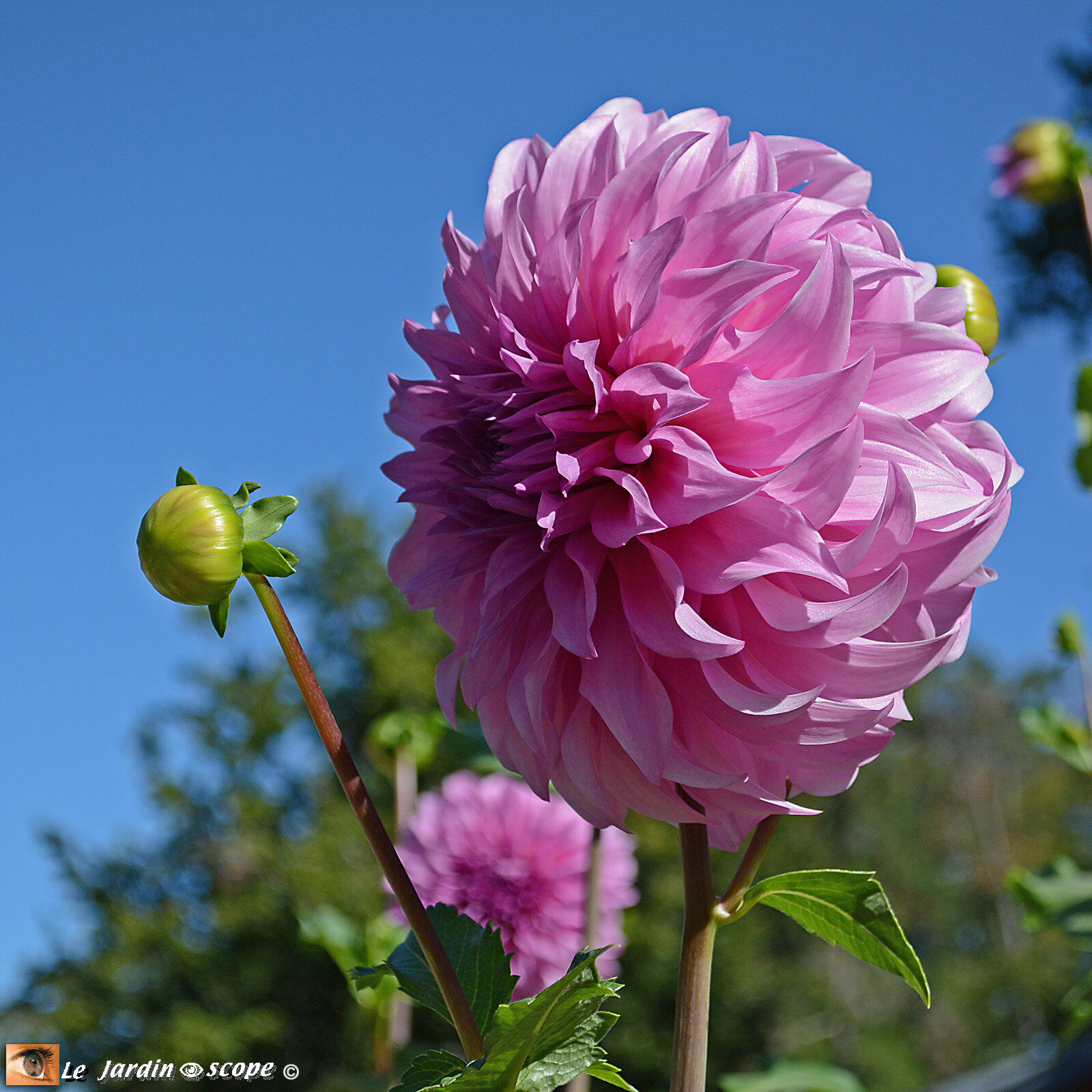 Dahlia Vasio meggos (Prix des fleuristes Concours Paris 2019)