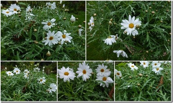 jardin 27 octobre 20192