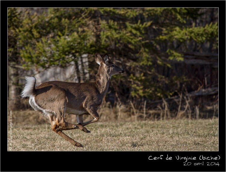 IMG_0077-naturelimages.com