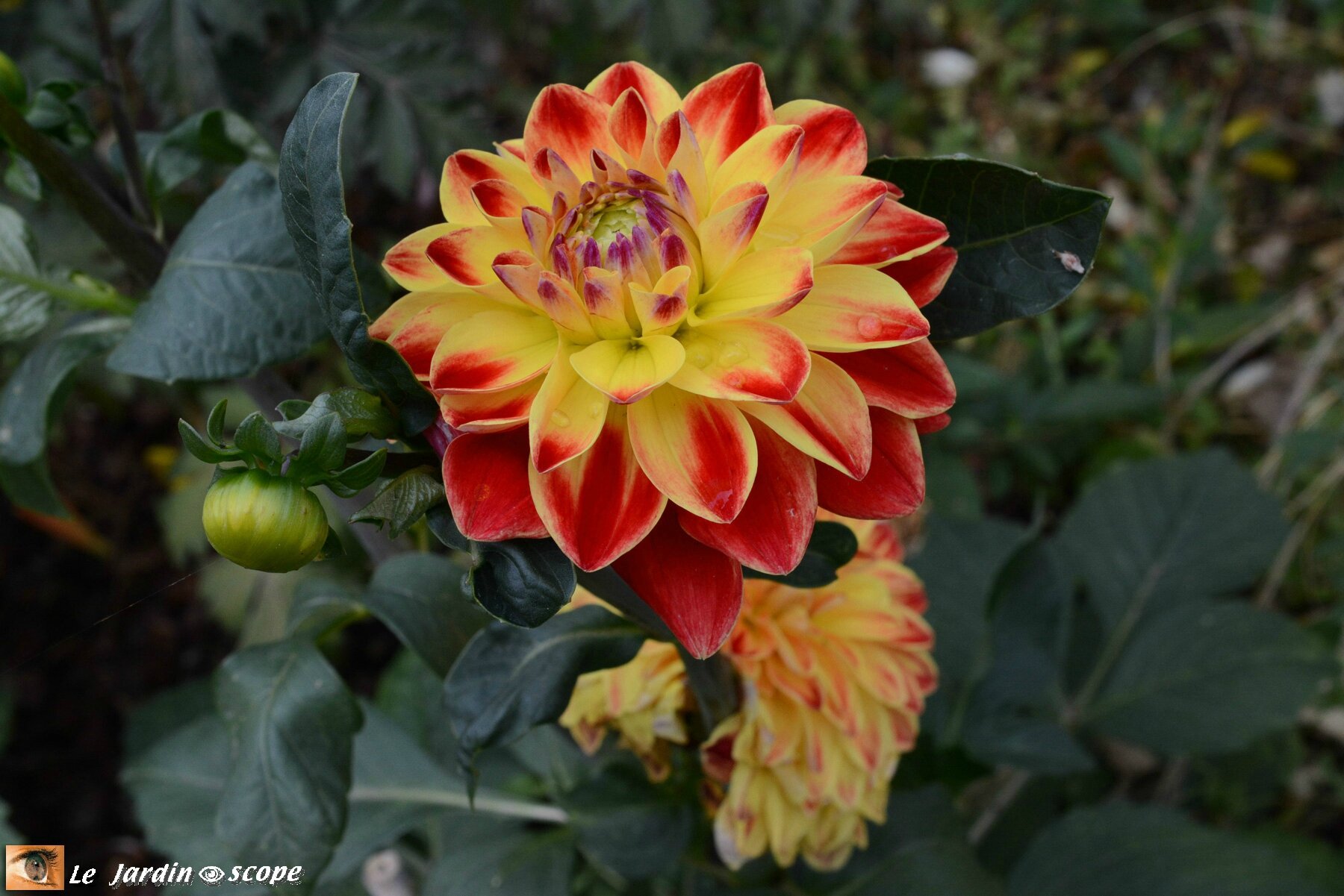 Dahlia 'Hepken'