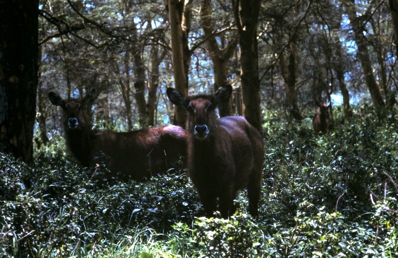 nakuru impala d