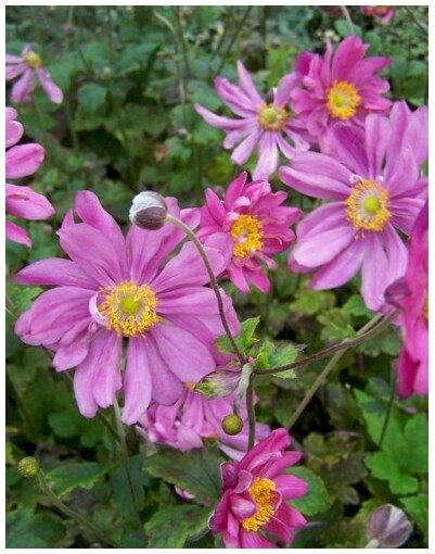 anemone-prinz-heinrich