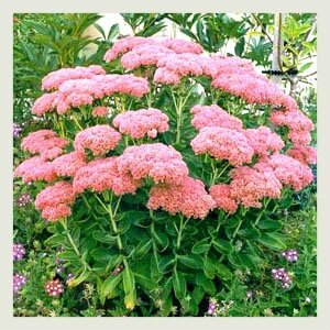 sedum_spectabile