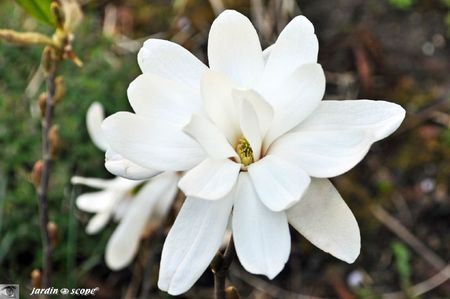 Magnolia-stellata-Waterlily