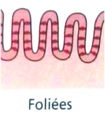 folie-es