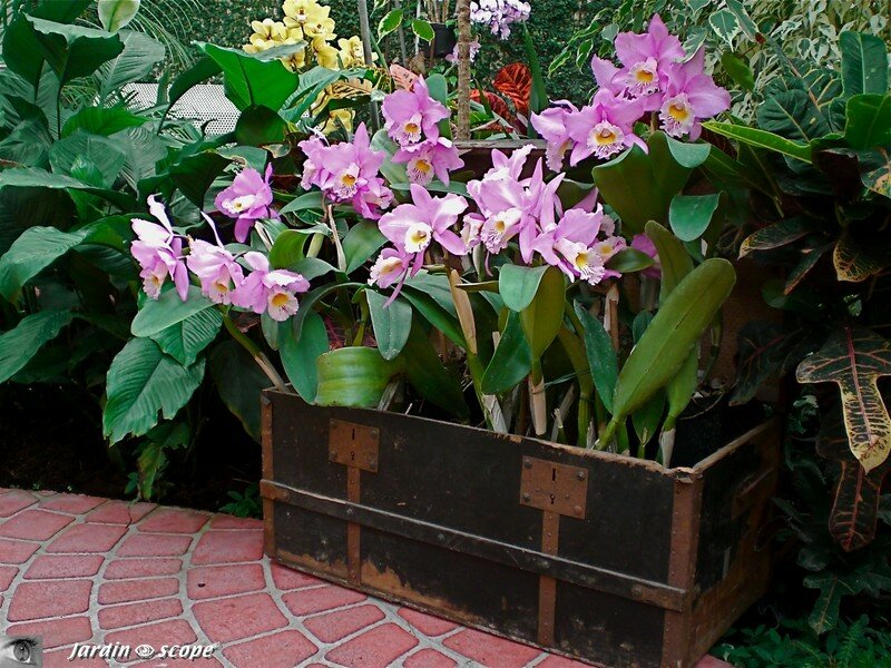 Expo d'Orchidées 2008 - Serre aux papillons du Parc Floral d'Orléans