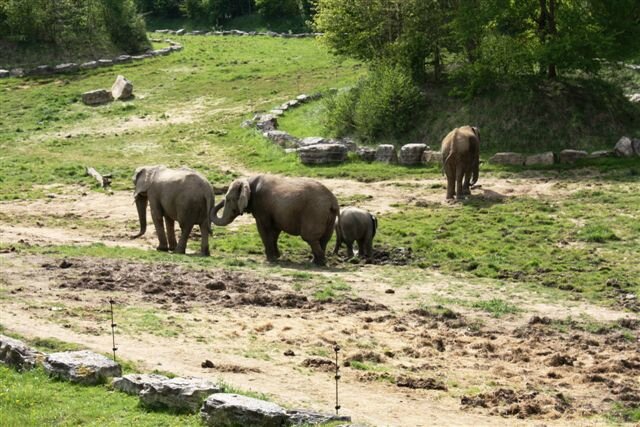 Elephants du Zoo de Beauval ©Kid Friendly