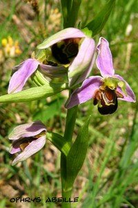 ophrys_abeille