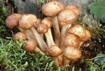 Collybie___pied_en_fuseau5