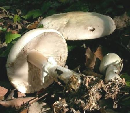 Psalliote_des_bois7