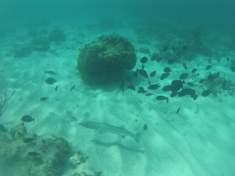 1 - faune sous marine Tobago Cays