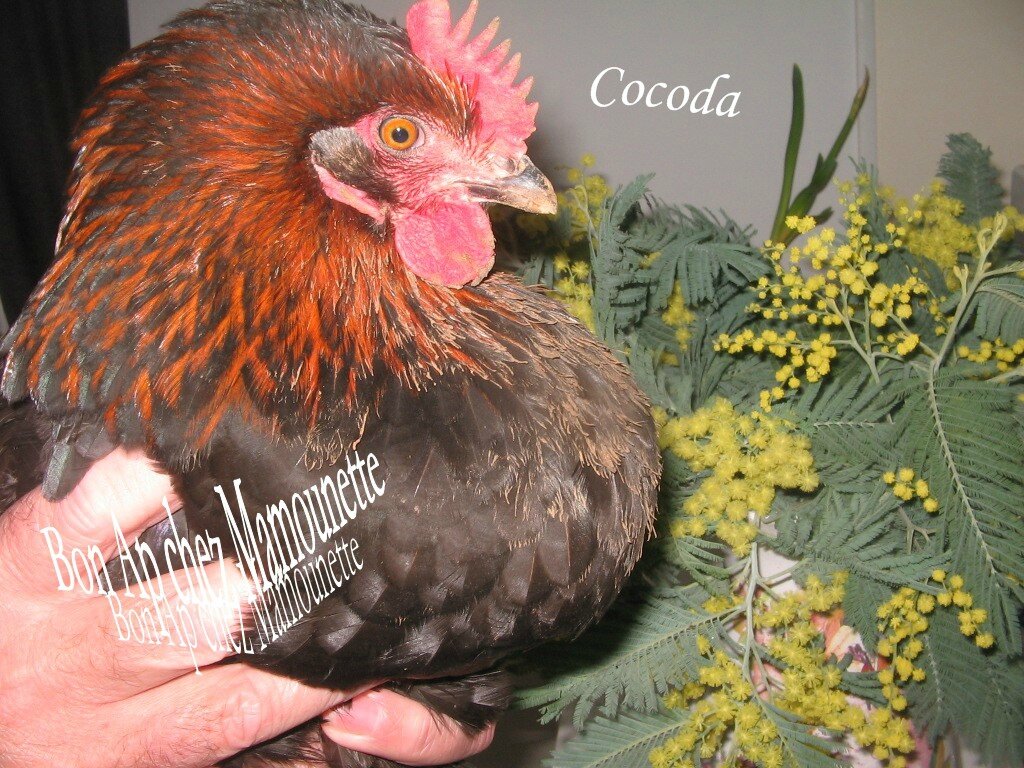 Cocoda 002