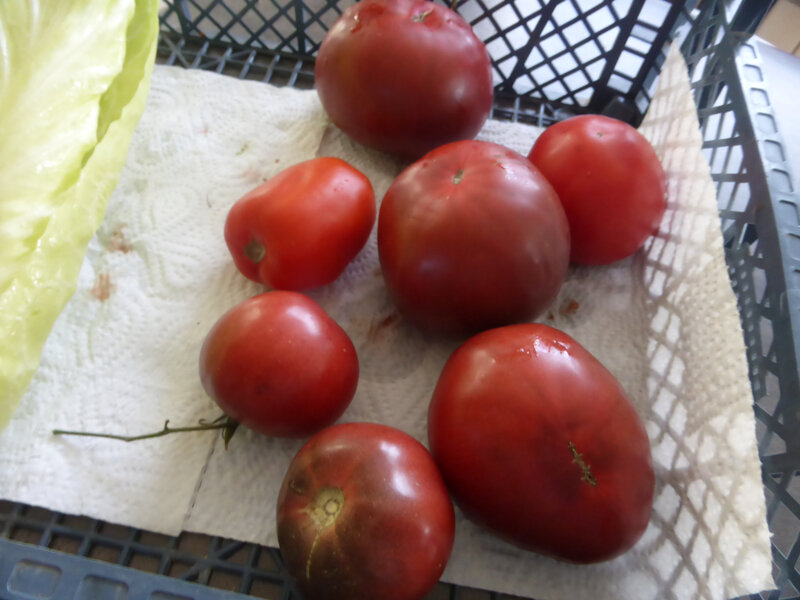 11-tomates (1)