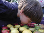 bobbing_for_apples