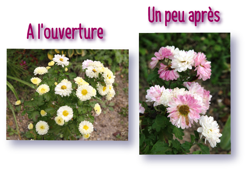 evolution de la couleur des fleurs du chrysanthemum indicum poesie