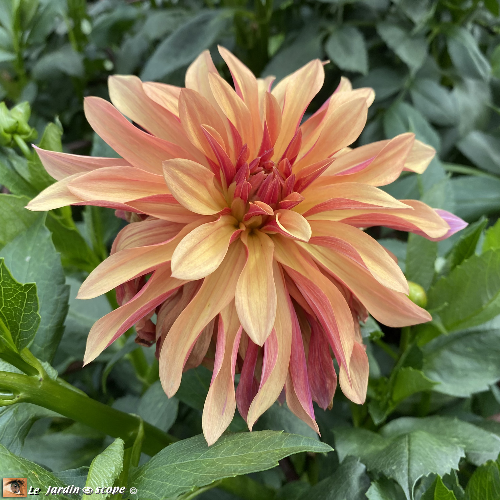 Dahlia-Heroine-2