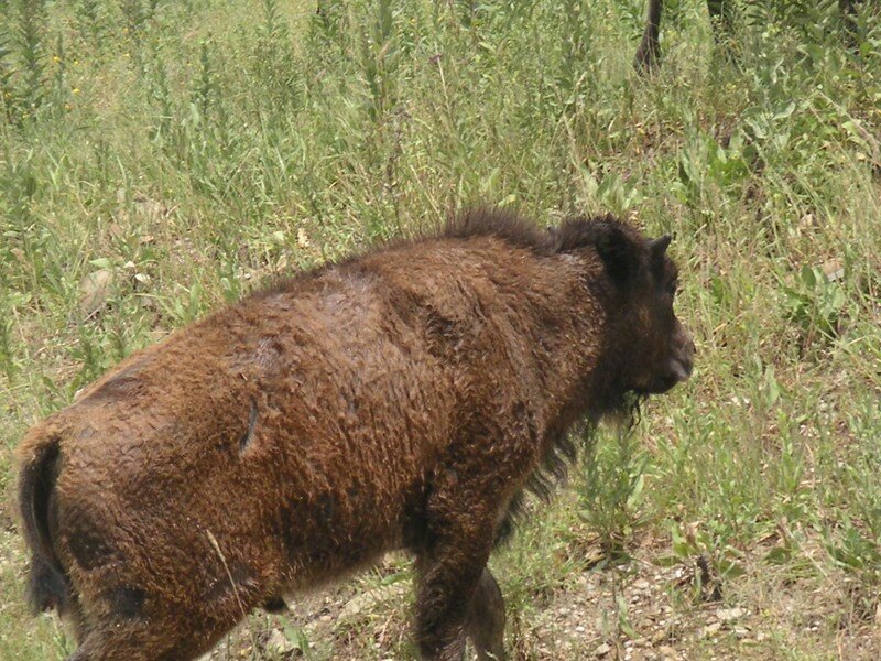 bison18