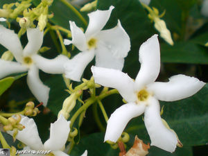 8887_Vinca_minor_alba