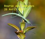 Affiche bourse aux insecte de Liege