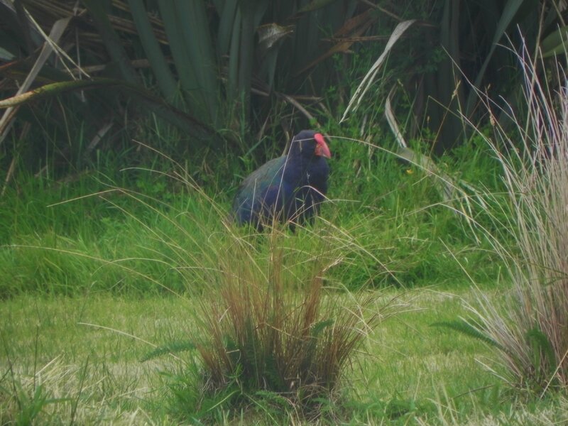 Takahe