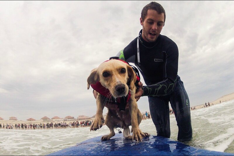 La-competition-de-chiens-surfeurs-au-Vieux-Boucau-dans-les-Landes, paris match