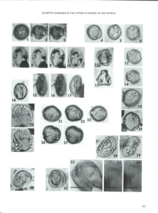 pollen pliocène