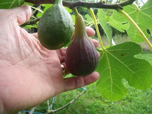 2 figues 31-07-2011