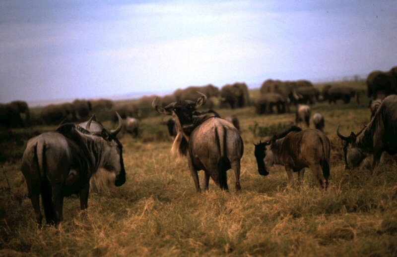 amboseli gnous c