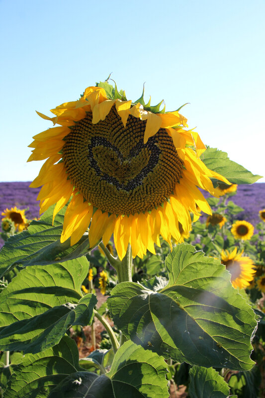 valensole_tournesol_coeur