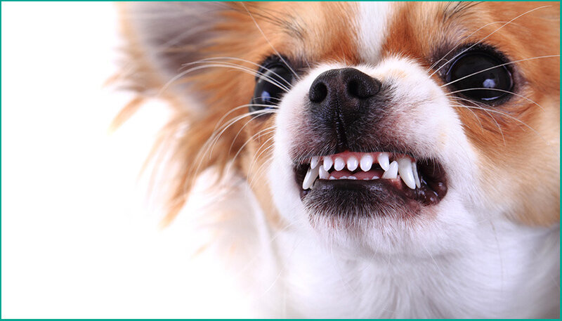 chien-agressif-que-faire