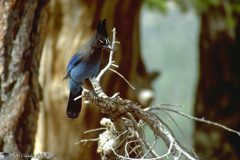 Geai de Steller • Cyanocitta stelleri