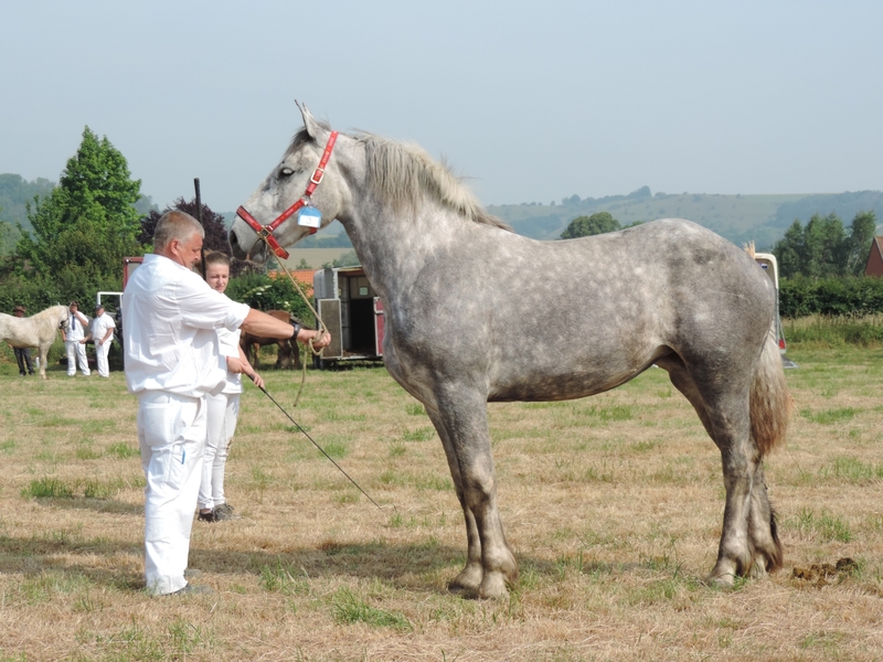 Flicka 12 - 20 Juin 207 - Concours élevage local - Bonningues les Ardres (62) - 4e (2 ans)