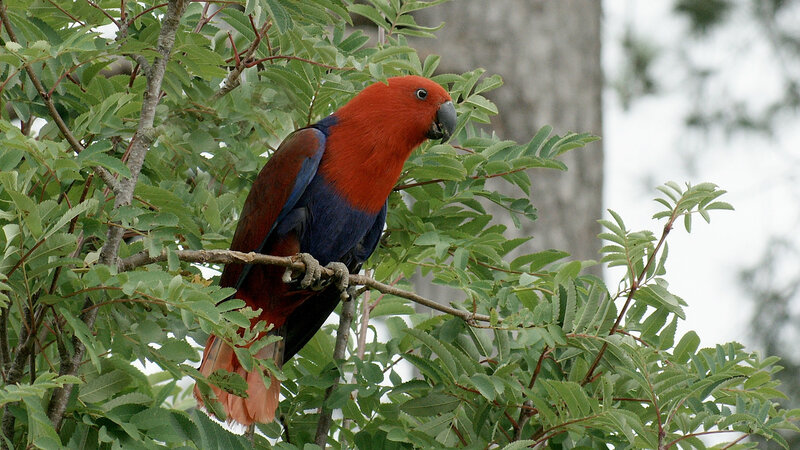 Grand ECLECTUS - Eclectus Roratus 2