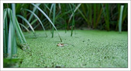 Galuchet_grenouille_lentilles_GA_120610